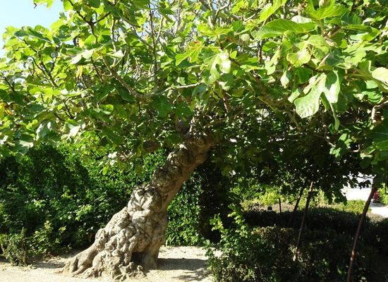 Camping sauvage et nature St Denis d'Oléron pour tentes familiales