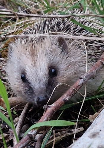 Hérisson refuge LPO protection espèces oléron marennes
