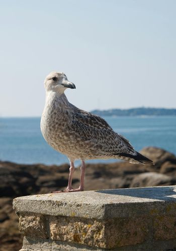 mouette oiseaux des océan Chassiron île d'Oléron