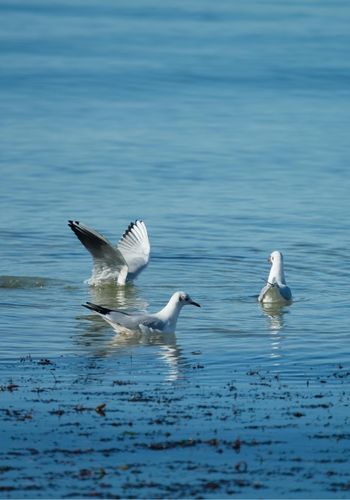 oiseaux marins observation LPO ile d'Oléron
